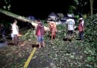 Gercep-Polisi-Bersama-Warga-Tangani-Pohon-Tumbang,-Jalur-Nasional-Lintas-Gumitir-Kembali-Lancar