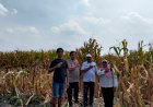 Kanit-Binmas-Polsek-Prambon-bersama-Perangkat-Desa-Silaturahmi-ke-Petani-Jagung,-Dukung-Ketahanan-Pangan