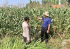 Kolaborasi-Polisi-dengan-Petani-Rawat-Tanaman-Jagung-untuk-Swasembada-Pangan