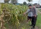 Polsek-Prambon-Pantau-Tanaman-Jagung,-Dukung-dalam-Mewujudkan-Ketahanan-Pangan