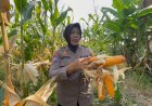 Kanitbinmas-Polsek-Gedangan-Perkuat-Swasembada-Pangan-2026,-Polisi-dan-Petani-Bersinergi-di-Sidoarjo