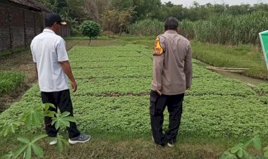 POLRESTA-SIDOARJO-|-Cek-Lahan-P2B,-Polisi-di-Prambon-Dukung-Ketahanan-Pangan-Warga