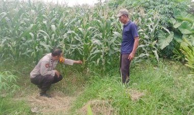 Polsek-Tarik-Laksanakan-Patroli-Lahan-Ketahanan-Pangan-di-Desa-Gampingrowo