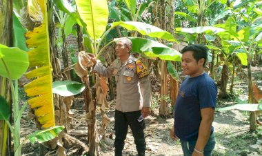 Bhabinkamtibmas-Kenongo-Motivasi-Warga-Kembangkan-Lahan-Pisang,-Wujudkan-Asta-Cita-Presiden-Prabowo