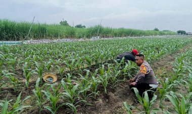Kapolsek-Tarik-Dampingi-Petani-Cegah-Gagal-Panen