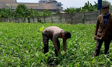 Tingkatkan-Swasembada-Pangan,-Polsek-Waru-Motivasi-Warga-Optimalkan-Budidaya-Jagung