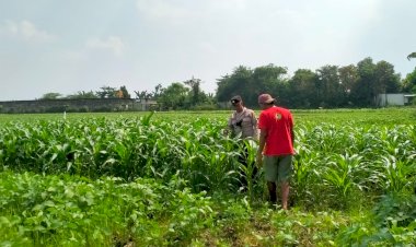 Bhabinkamtibmas-Polsek-Wonoayu-Cek-Tanaman-Jagung-di-Desa-Mulyodadi,-Dukung-Ketahanan-Pangan-Nasional