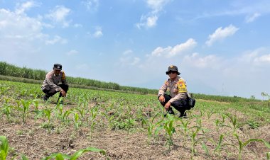 Polsek-Krembung-Kawal-Program-P2B-di-Desa-Kandangan-untuk-Wujudkan-Swasembada-Pangan