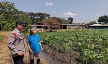 Polsek-Taman-Optimalkan-Ketahanan-Pangan-Tanaman-Jagung