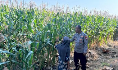Bhabinkamtibmas-Polsek-Prambon-Pantau-Pertumbuhan-Jagung,-Sukseskan-Ketahanan-Pangan