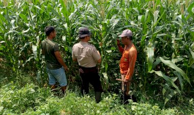 Polsek-Balongbendo-Dukung-Swasembada-Pangan,-Optimalkan-Perkembangan-Tanaman-Jagung-Hibrida