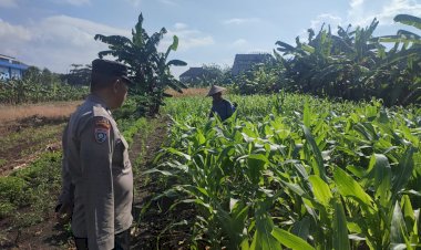 Polisi-Cinta-Petani,-Bhabinkamtibmas-Polsek-Sedati-Kawal-Pekarangan-Pangan-Bergizi-Demi-Sukseskan-Swasembada-Pangan