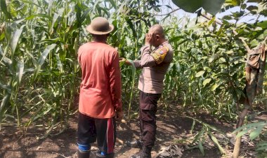 Polresta-Sidoarjo-Perkuat-Swasembada-Pangan,-Dampingi-Petani-Buduran-Kelola-Jagung-Hibrida-Demi-Ketahanan-Pangan-Nasional