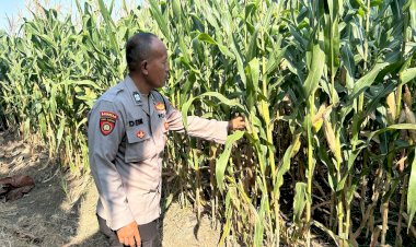 Polresta-Sidoarjo-Perkuat-Swasembada-Pangan,-Bhabinkamtibmas-Prambon-Kawal-Pertumbuhan-Jagung-Menuju-Panen-Produktif