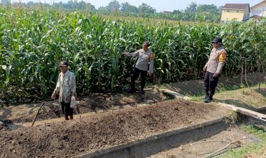 Kapolsek-Balongbendo-Tinjau-Jagung-Hibrida-1-Hektare-untuk-Perkuat-Swasembada-Pangan-di-Sidoarjo