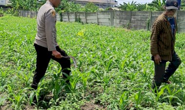 Polresta-Sidoarjo-Perkuat-Gerakan-Swasembada-Pangan,-Polsek-Waru-Dampingi-Petani-Jagung-Demi-Panen-Maksimal