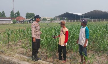 Dampingi-Petani-Optimalkan-Ketahanan-Pangan,-Polsek-Sidoarjo-Kota-Motivasi-Perawatan-Jagung-di-Desa-Lebo