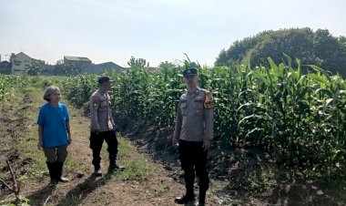 Polsek-Taman-Pantau-Lahan-Jagung,-Perkuat-Ketahanan-Pangan-di-Sidoarjo