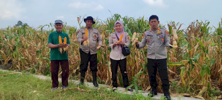 Polsek Tanggulangin Dukung Ketahanan Pangan, Panen Raya Jagung di Desa Randegan