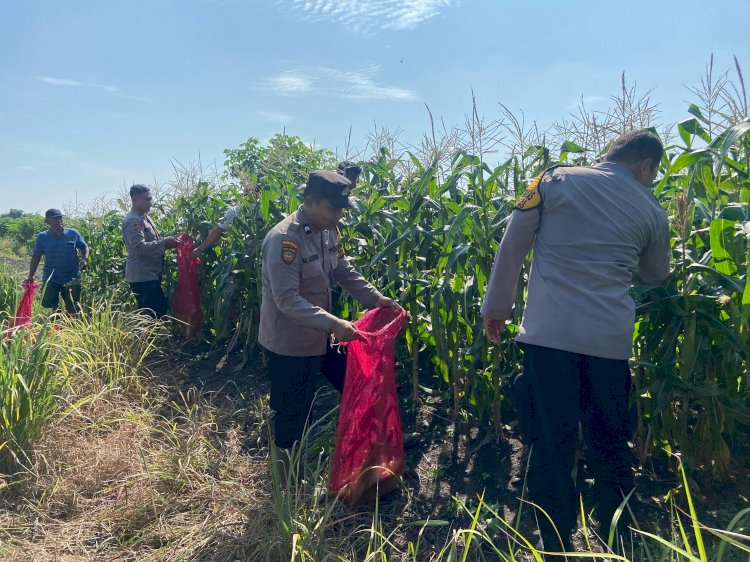 Kanit Binmas Polsek Krembung Apresiasi Perkembangan Tanaman Jagung di Desa Lemujut