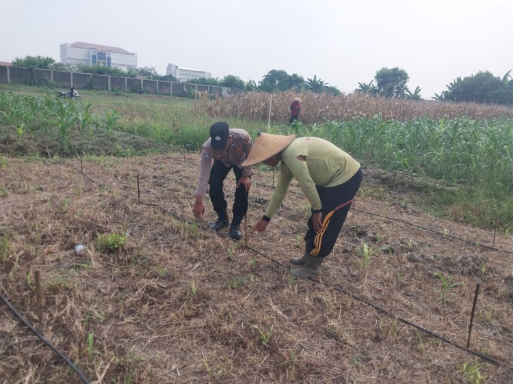 Polsek Sidoarjo Kota Cek Lahan Jagung di Desa Lebo, Dukung Program Ketahanan Pangan