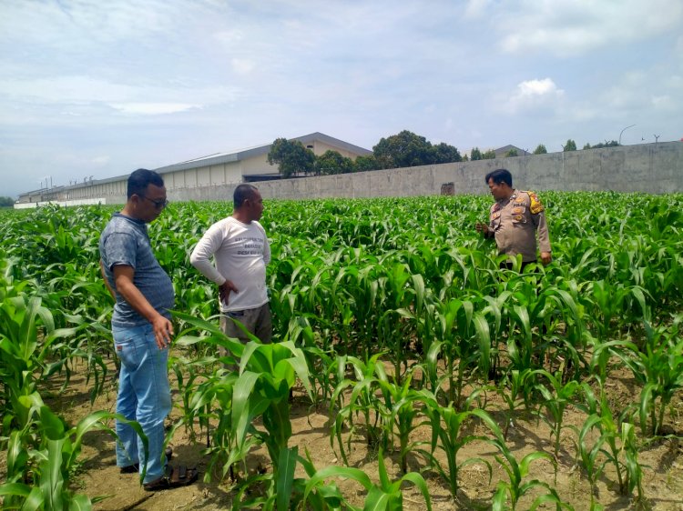 Polsek Prambon Dampingi Petani Kontrol Tanaman Jagung, Antisipasi Serangan Hama Ulat