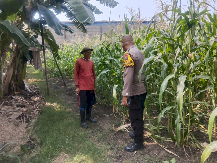 Bhabinkamtibmas Polsek Buduran Cek Lahan Jagung di Desa Sukorejo, Dukung Program Ketahanan Pangan Nasional