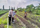 Bhabinkamtibmas-Desa-Gamping-Krian-Cek-l-Tanaman-Jagung-Tumbuh-Optimal