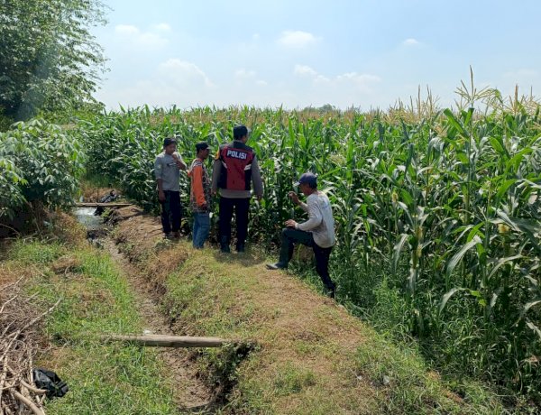 Gelorakan Ketahanan Pangan, Polsek Balongbendo Dampingi Petani Kelola 21 Hektare Lahan Jagung